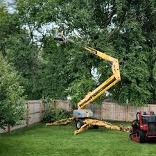 Reliable Euharlee, GA Tree Care Services Solutions